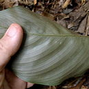 Image of <i>Calathea mirabilis</i>