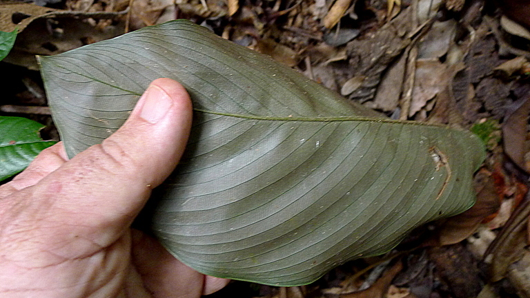 Image of <i>Calathea mirabilis</i>