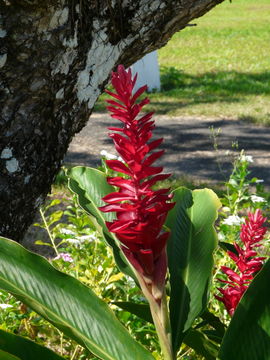 Image of red ginger