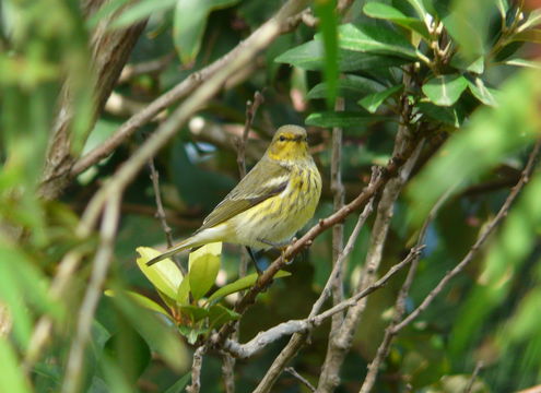 Image de Paruline tigrée