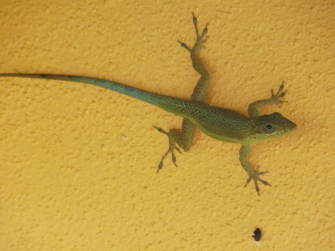 Image of Bluefields Anole