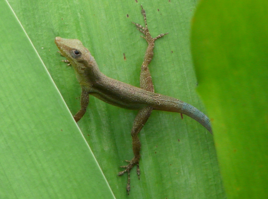 Image of Bluefields Anole