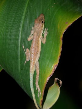 Image of Bluefields Anole