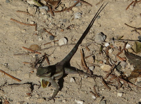 Image of Bluefields Anole