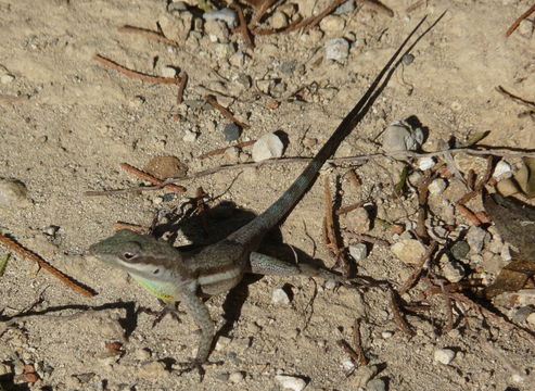 Image of Bluefields Anole