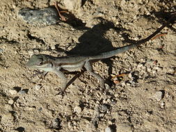 Image of Bluefields Anole