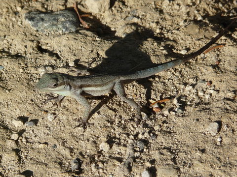 Image de Anolis opalinus Gosse 1850