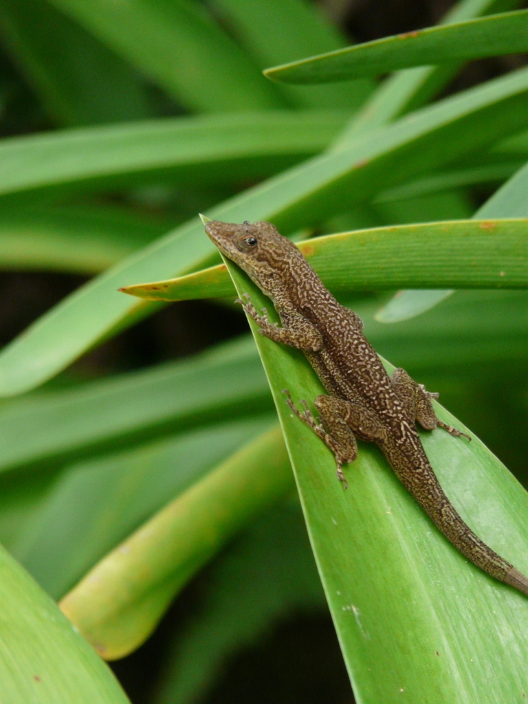 Image of Bluefields Anole