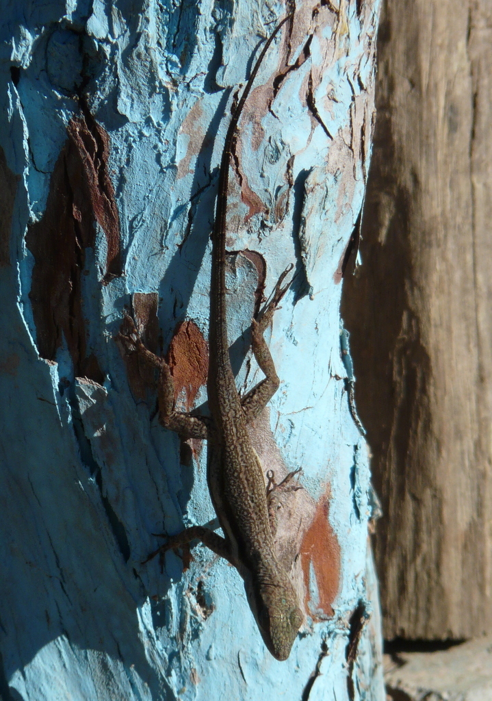 Image of Bluefields Anole