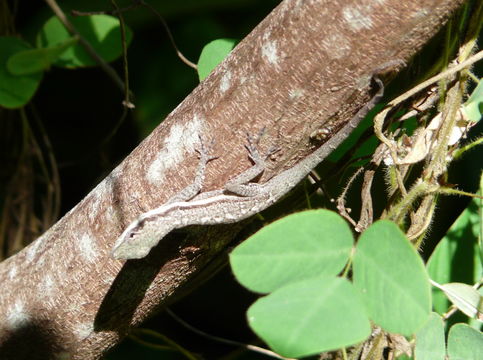 Sivun Anolis opalinus Gosse 1850 kuva