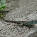 Image of Graham's anole