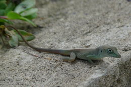 Image of Graham's anole