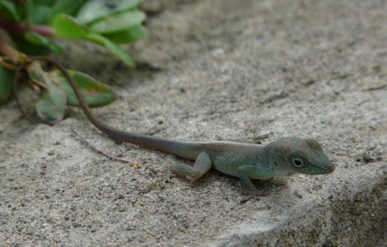 Sivun Anolis grahami Gray 1845 kuva