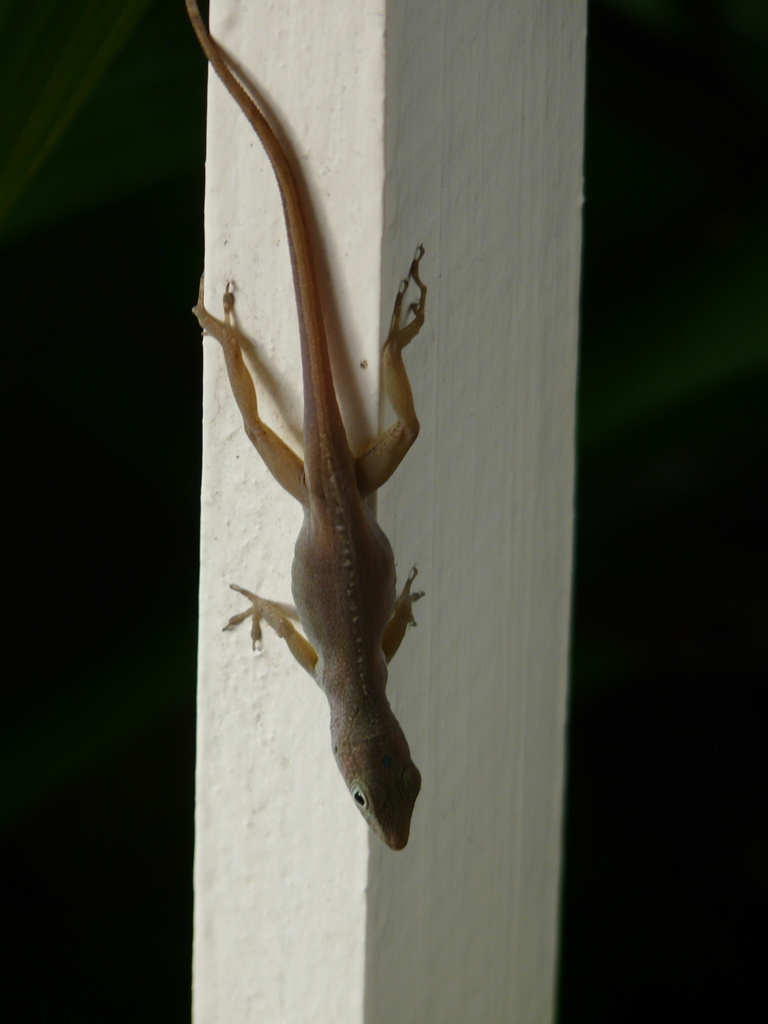 Image of Graham's anole