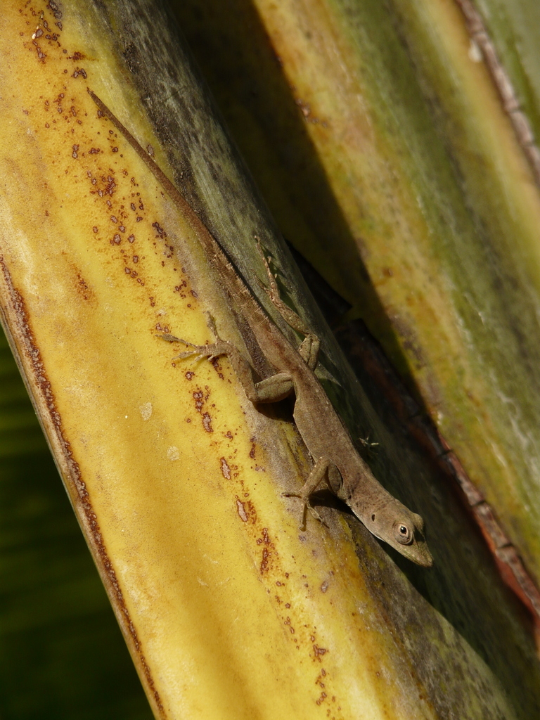 Image of Graham's anole