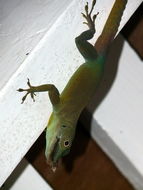 Image of Graham's anole