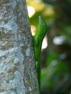 Image of Jamaican giant anole