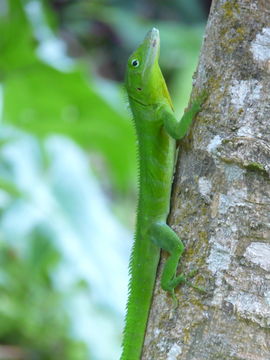 Image of Jamaican giant anole