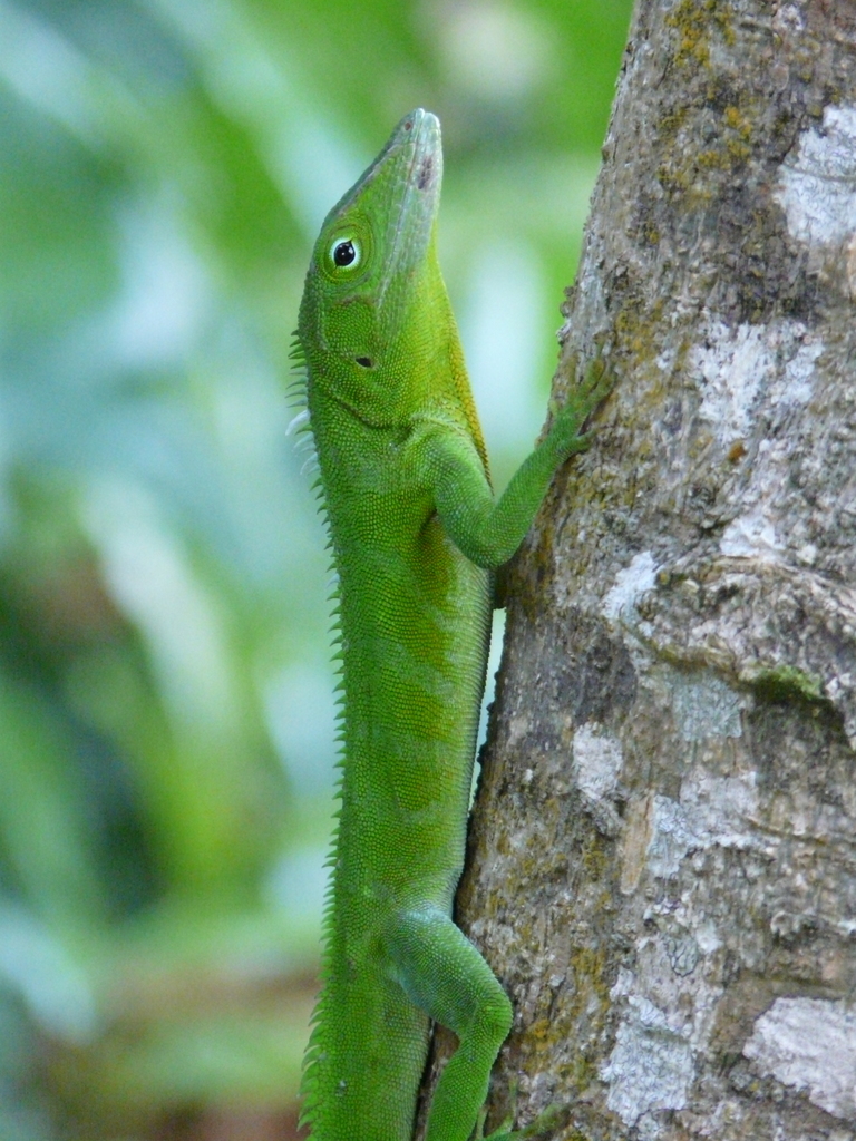 Image of Jamaican giant anole