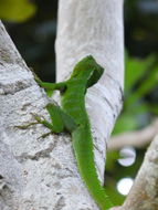 Image of Jamaican giant anole