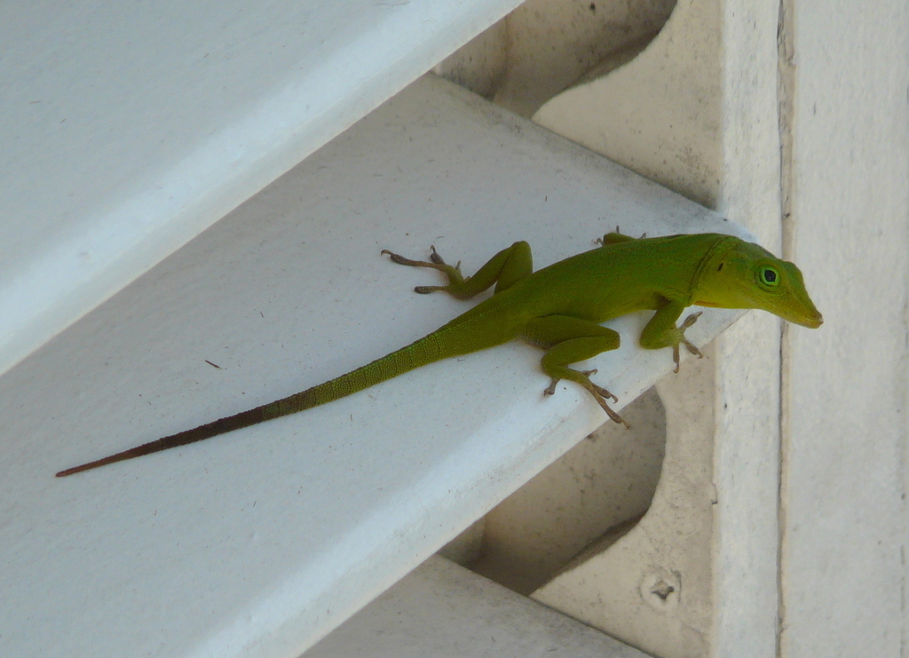 Image of Jamaican giant anole