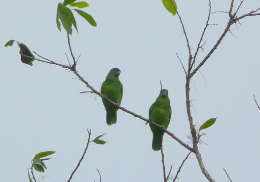 Image of Black-billed Amazon