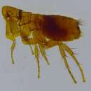 Image of Peromyscopsylla
