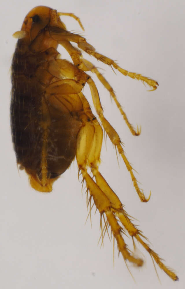 Image of Hedgehog flea