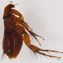 Hystrichopsyllidae resmi