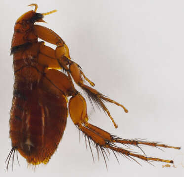 Image of Hystrichopsylloidea