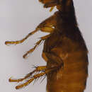Image of vermipsyllid fleas