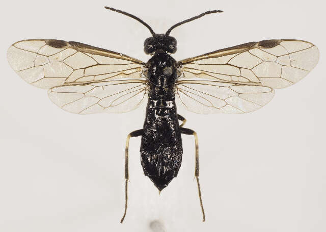 Image of Allantinae