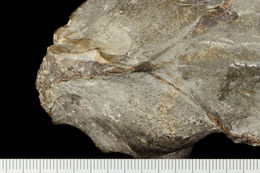 Image of Paratoceras tedfordi Webb et al. 2003