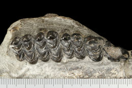 Image of Paratoceras tedfordi Webb et al. 2003