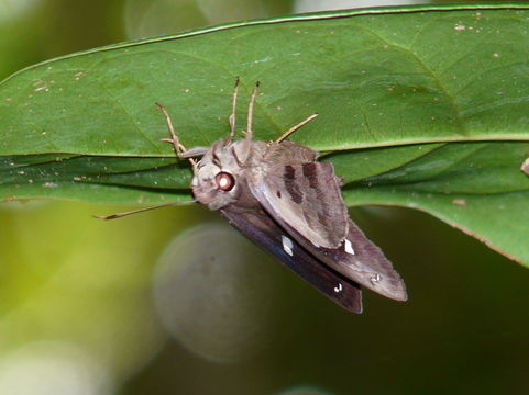 Imagem de Polygonus leo Gmelin 1790