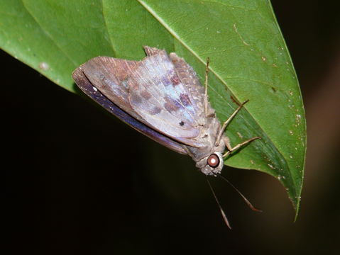 Image of Hammock Skipper