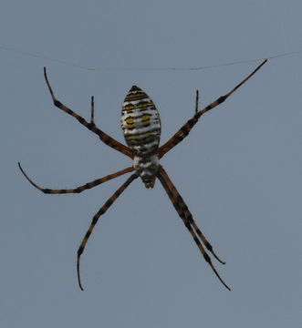 Plancia ëd Argiope florida Chamberlin & Ivie 1944