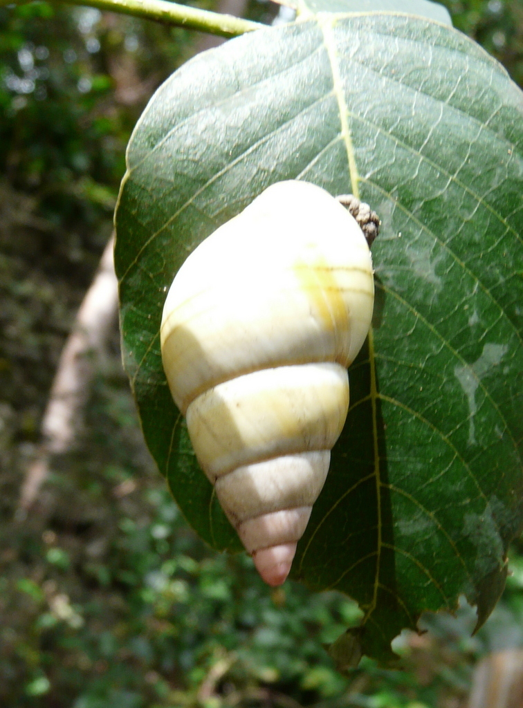 Image de <i>Liguus fasciatus</i>