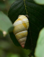 Image of <i>Liguus fasciatus</i>