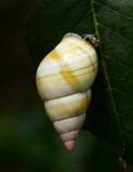 Image of <i>Liguus fasciatus</i>