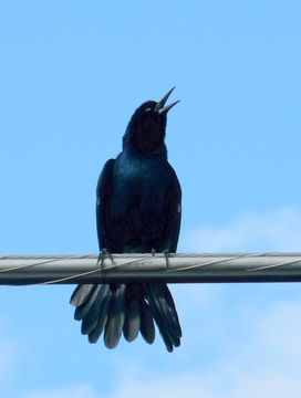 Image of Boat-tailed Grackle