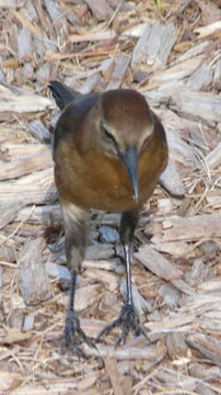 Image of Boat-tailed Grackle