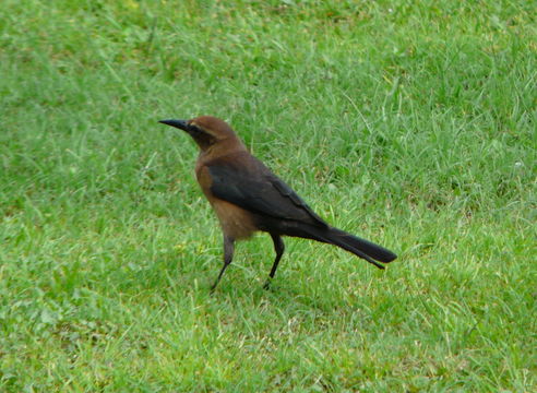 Image of Boat-tailed Grackle