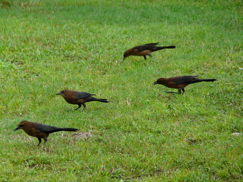 Image of Boat-tailed Grackle