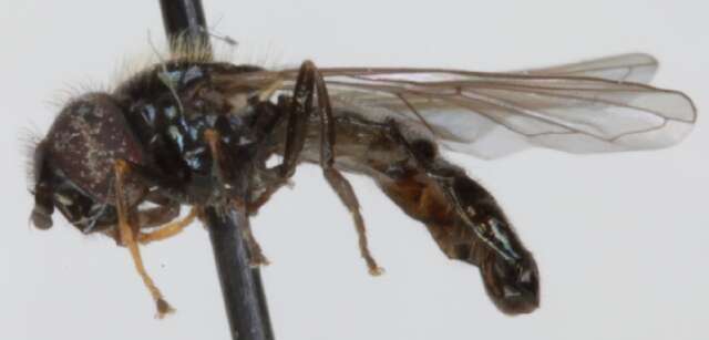 Image of Neocnemodon