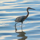 Image of Reddish Egret