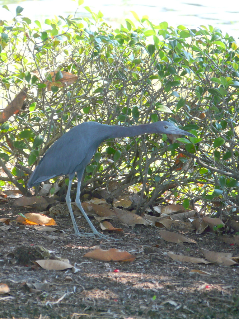 Слика од Egretta caerulea (Linnaeus 1758)