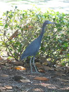 Image of Little Blue Heron