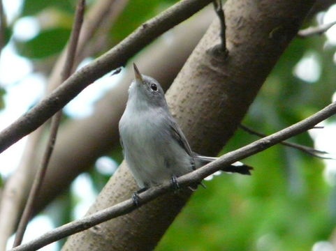 Image of Blue-gray Gnatcatcher