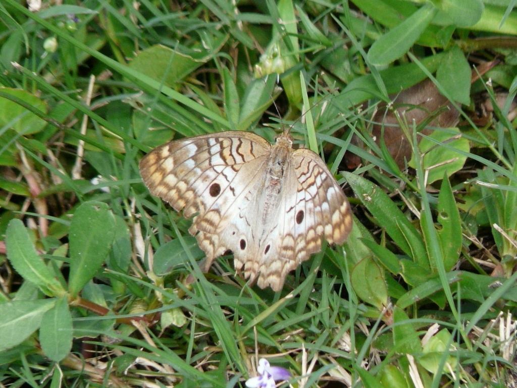 Image of White Peacock